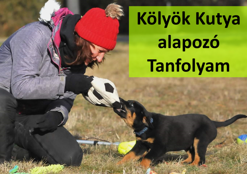 kölyök kutya alapozó tanfolyam