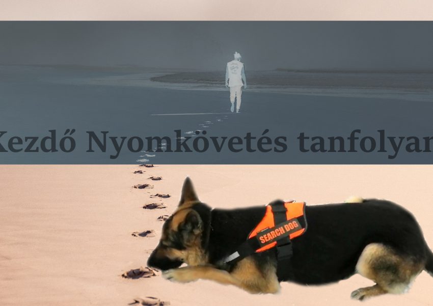 kutyaiskola székesfehérvár nyomkövetés 8