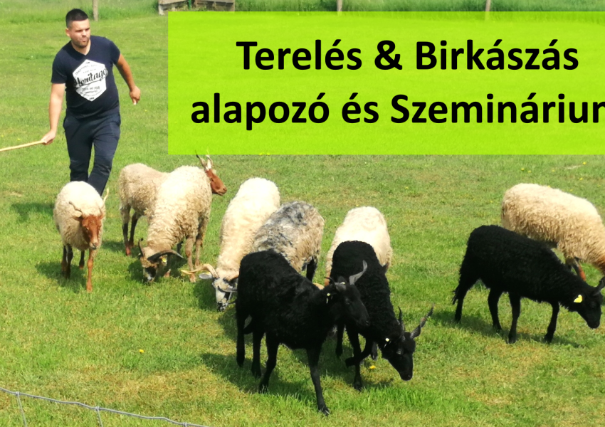 terelés, birkászás, terelőkutya alapozó tanfolyam